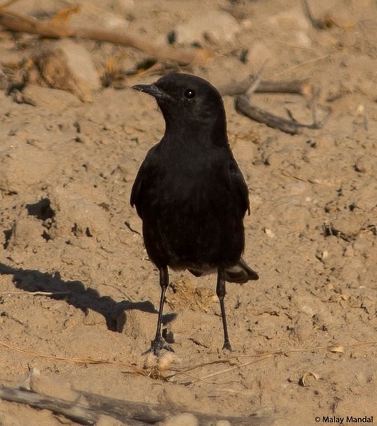 Variable Wheatear - ML379730731