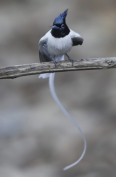 Indian Paradise-Flycatcher - ML379730771