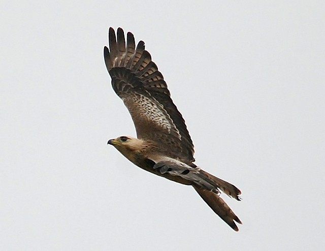 White-eyed Buzzard - ML379730811