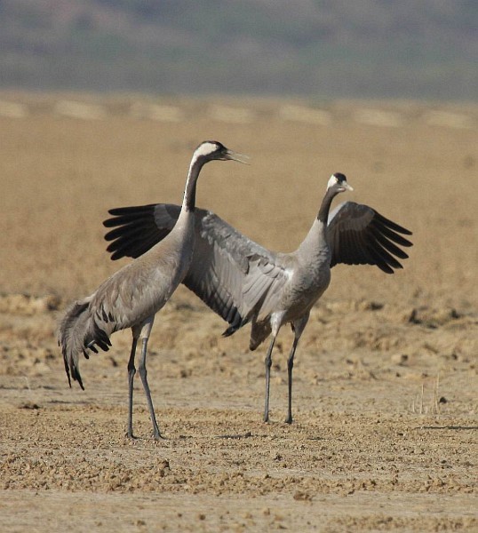 Common Crane - ML379730831