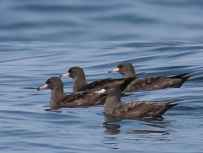 Flesh-footed Shearwater - ML379730851