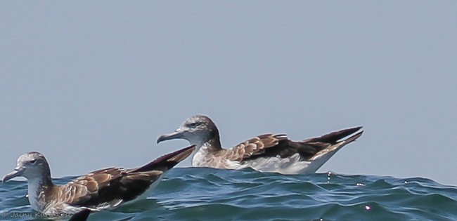 Streaked Shearwater - ML379730871