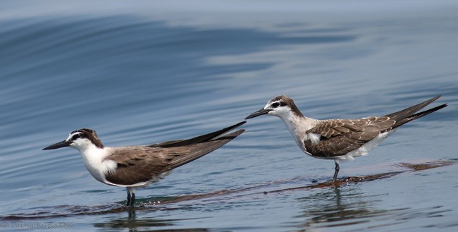 Bridled Tern - ML379730911