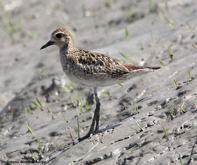 Pacific Golden-Plover - ML379730921