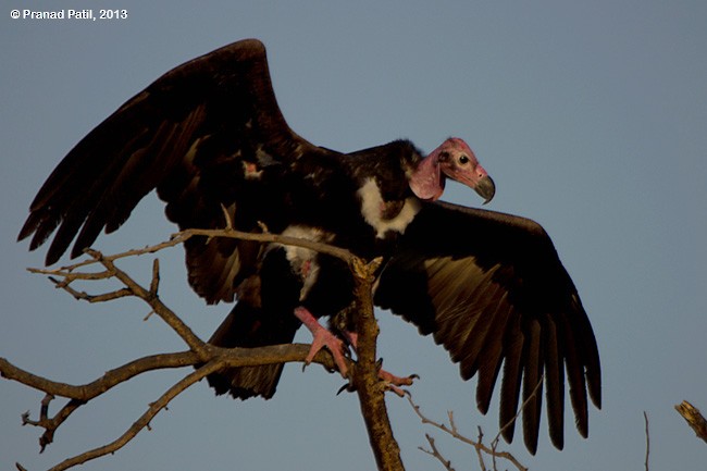 Red-headed Vulture - ML379730941