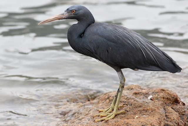 Pacific Reef-Heron - ML379730951