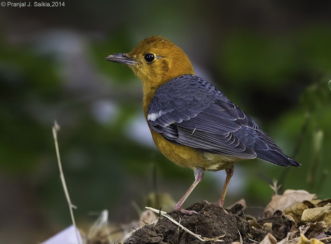 Orange-headed Thrush (Orange-headed) - ML379730971