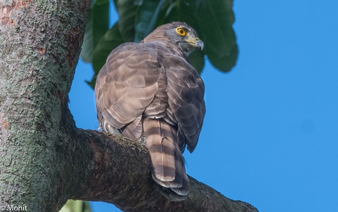 Crested Goshawk - ML379730991