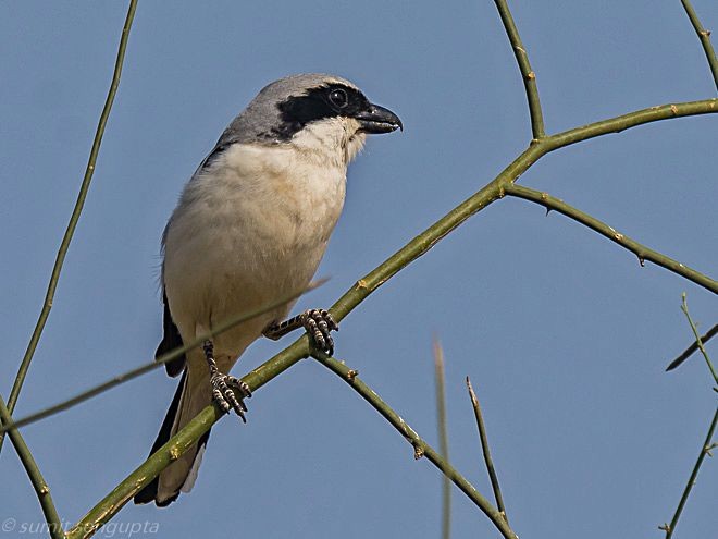Great Gray Shrike (Indian) - ML379731071