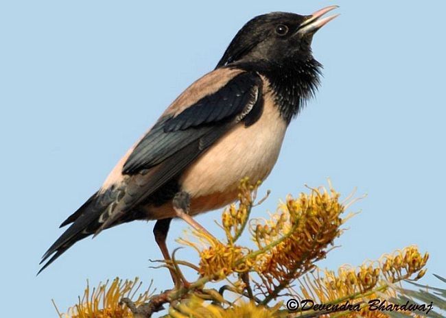 Rosy Starling - ML379731131