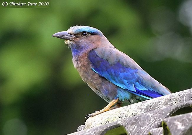 Indochinese Roller - ML379731141