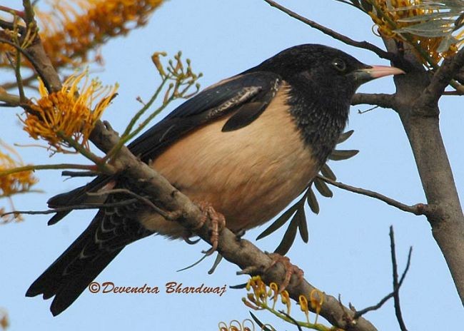 Rosy Starling - ML379731161