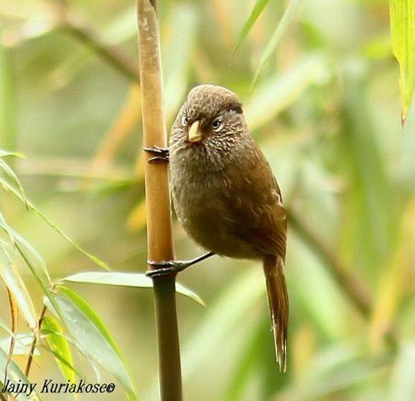 Brown Parrotbill - Jainy Kuriakose