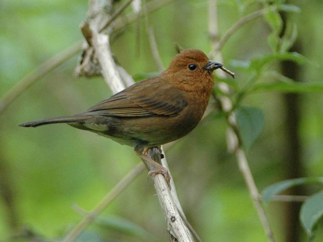 Slaty Bunting - ML379731191