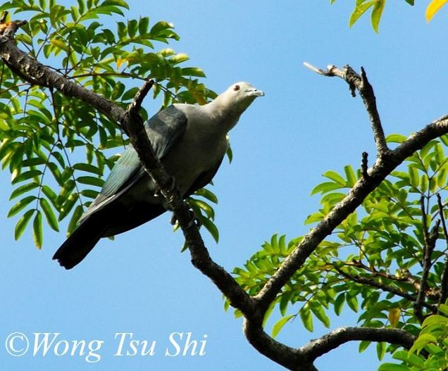 Green Imperial-Pigeon (Green) - Tsu Shi Wong