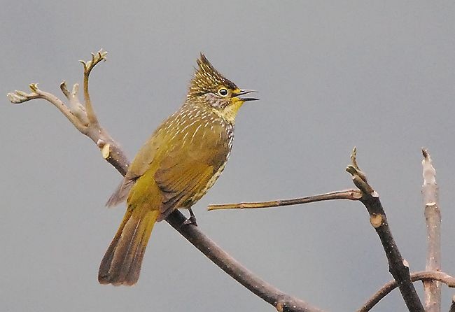 Striated Bulbul - ML379731411