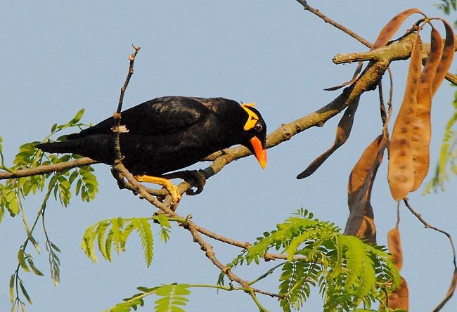 Common Hill Myna (Common) - ML379731431