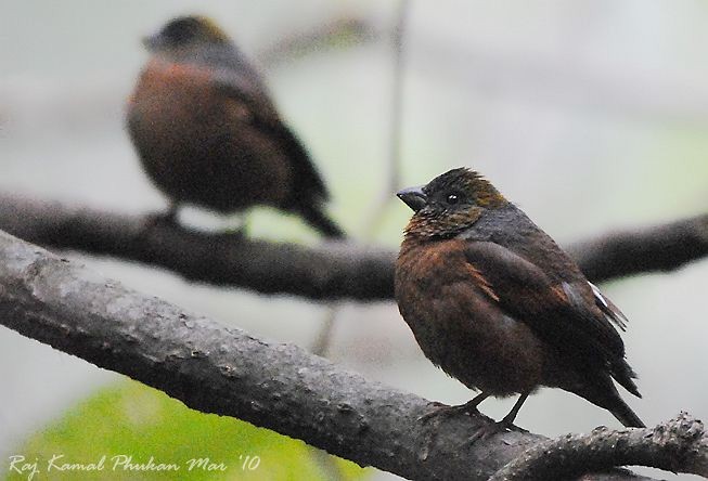 Gold-naped Finch - ML379731481