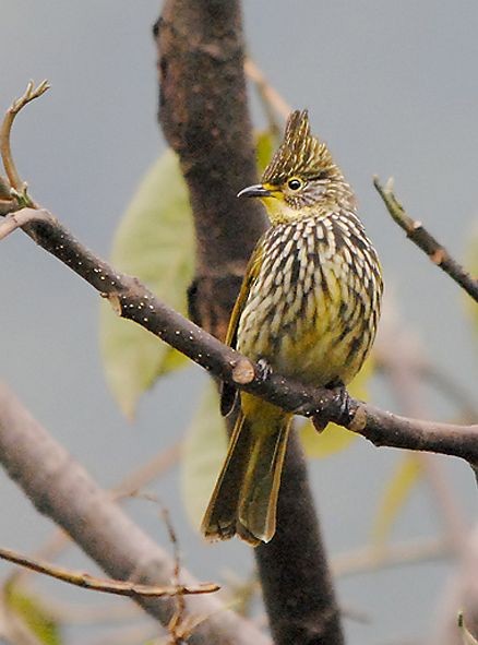 Bulbul Estriado - ML379731501