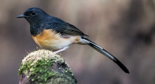 White-rumped Shama (White-rumped) - ML379731511