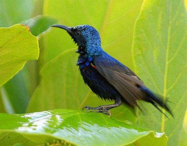 Purple Sunbird - ML379731531