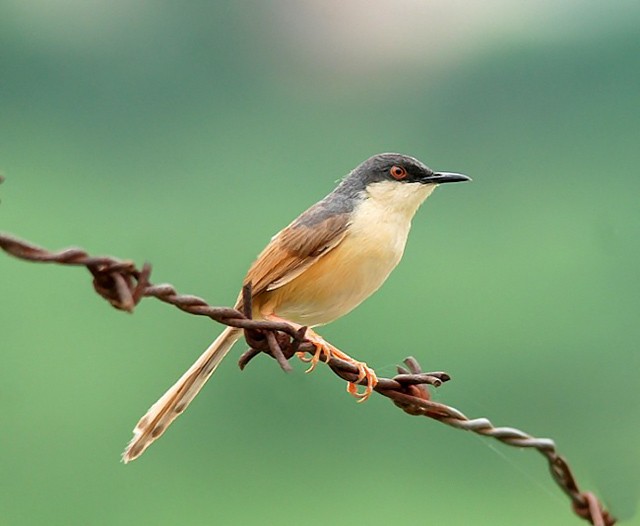 Ashy Prinia - ML379731771