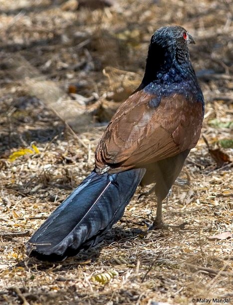 Greater Coucal (Southern) - ML379731821