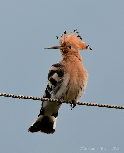 Common Hoopoe - ML379731831