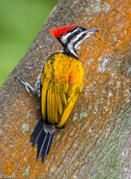 Common Flameback - ML379731881