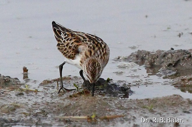 Gambecchio comune - ML379731901