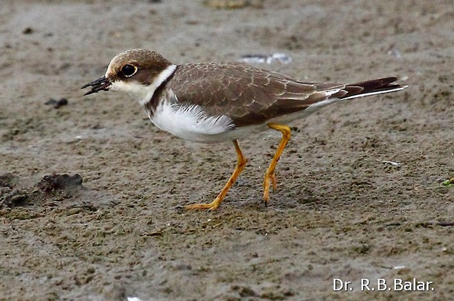 Corriere piccolo - ML379731911