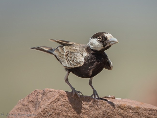 Black-crowned Sparrow-Lark - ML379732071