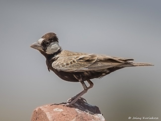 Black-crowned Sparrow-Lark - ML379732091