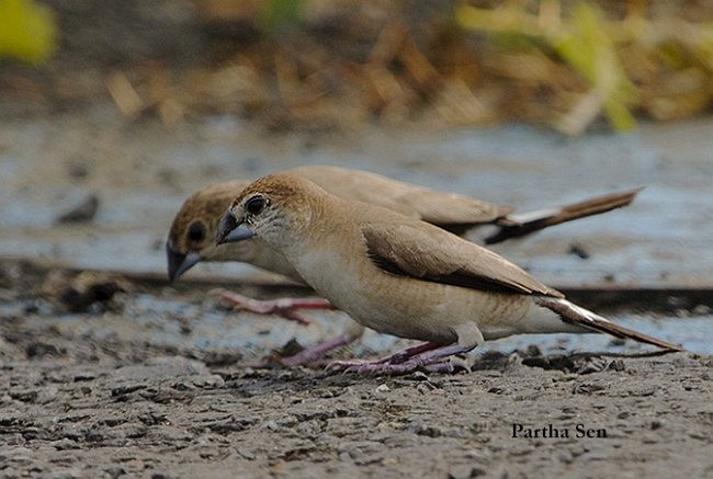 Indian Silverbill - PARTHA SEN