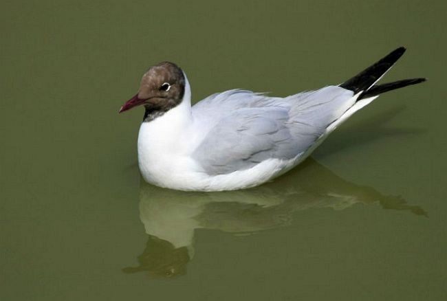 Black-headed Gull - ML379732121