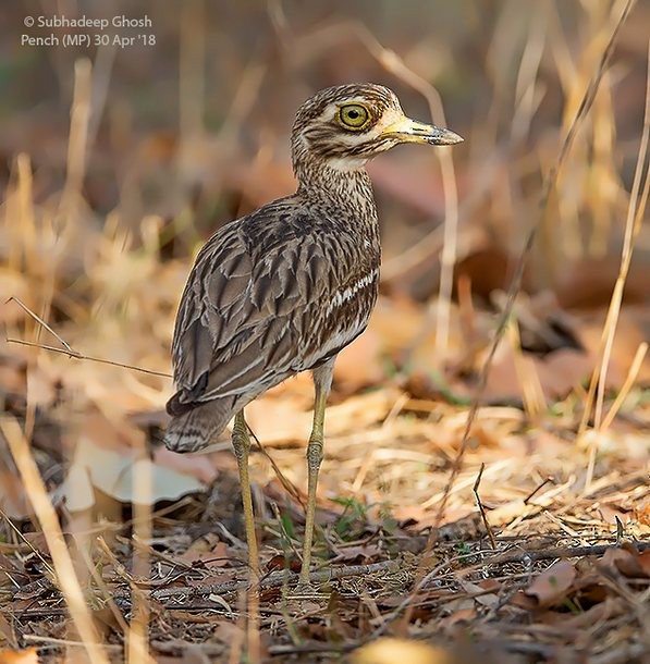 Indian Thick-knee - ML379732151