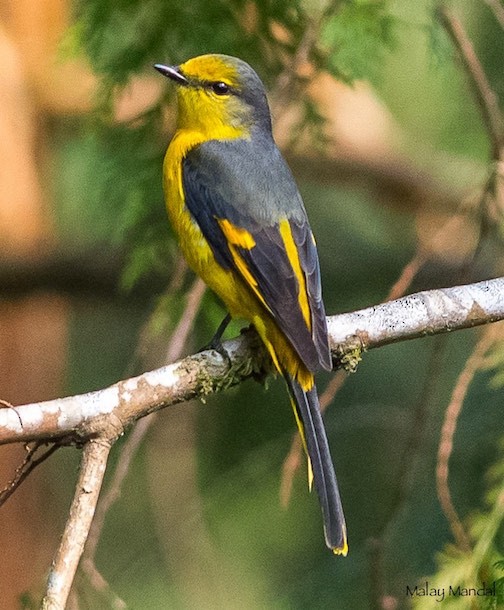 Minivet à bec court - ML379732211