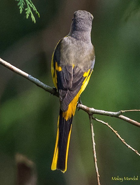 Short-billed Minivet - ML379732221