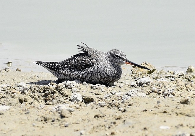 Totano moro - ML379732251