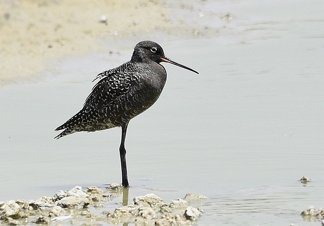 Totano moro - ML379732281