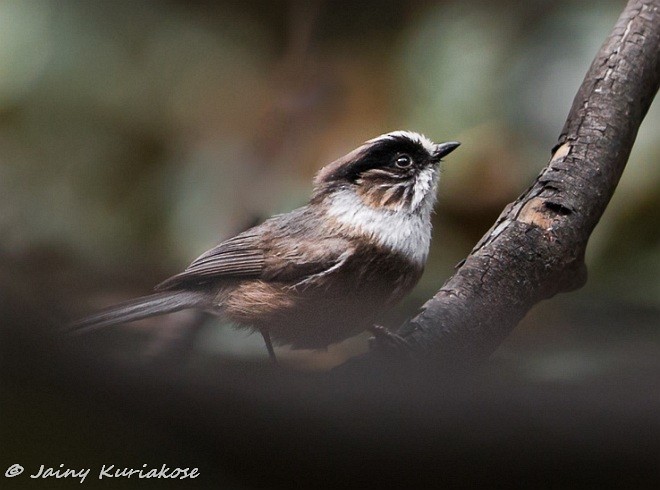 White-throated Tit - Jainy Kuriakose