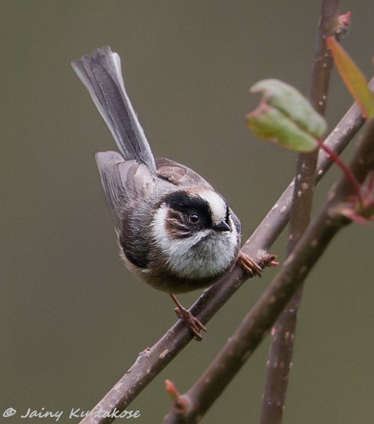 White-throated Tit - ML379732331