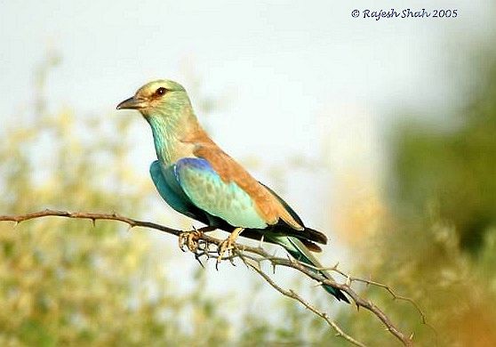 European Roller - Rajesh Shah