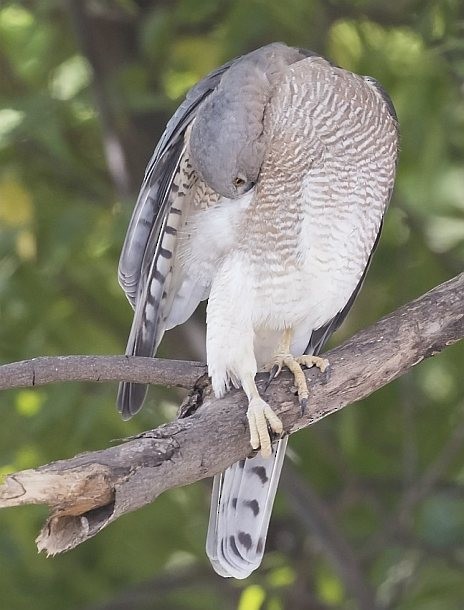 タカサゴダカ - ML379732491