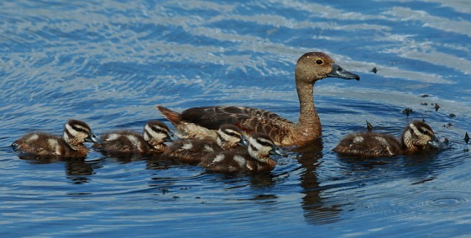 Dendrocygne siffleur - ML379732511