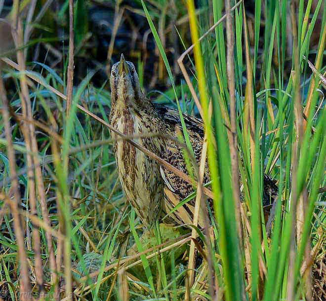 Tarabuso - ML379732561