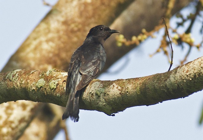 Cuclillo Drongo Colitruncado - ML379732591