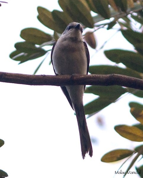 Brown-rumped Minivet - ML379732641