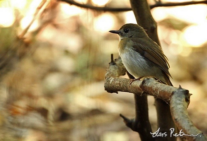 Fulvous-chested Jungle Flycatcher - Lars Petersson | My World of Bird Photography