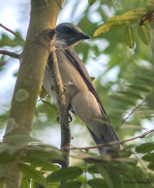 Indian/Oriental Cuckooshrike - ML379732701